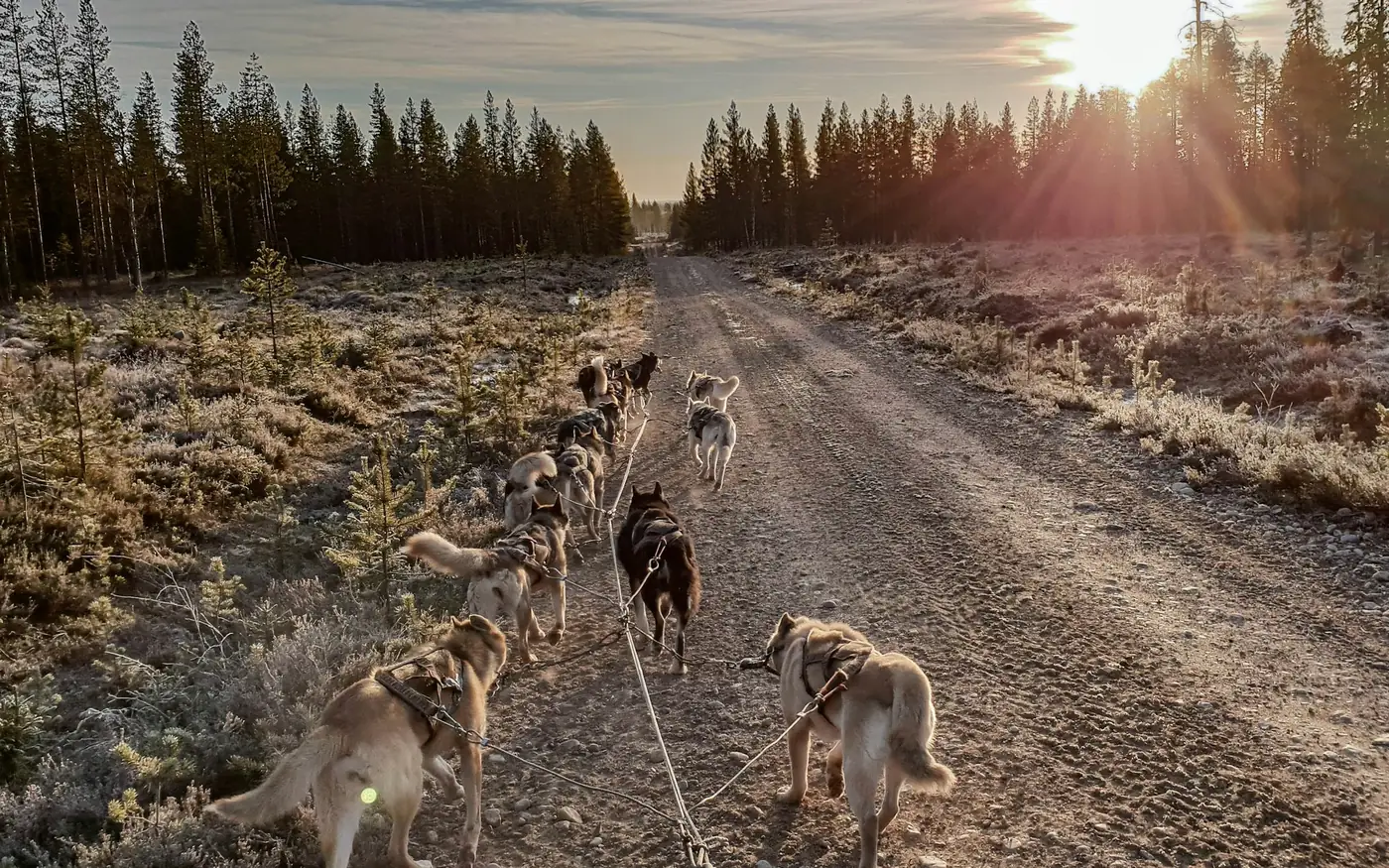 Husky’s die een kar op wielen trekken over een bospad met herfstbladeren