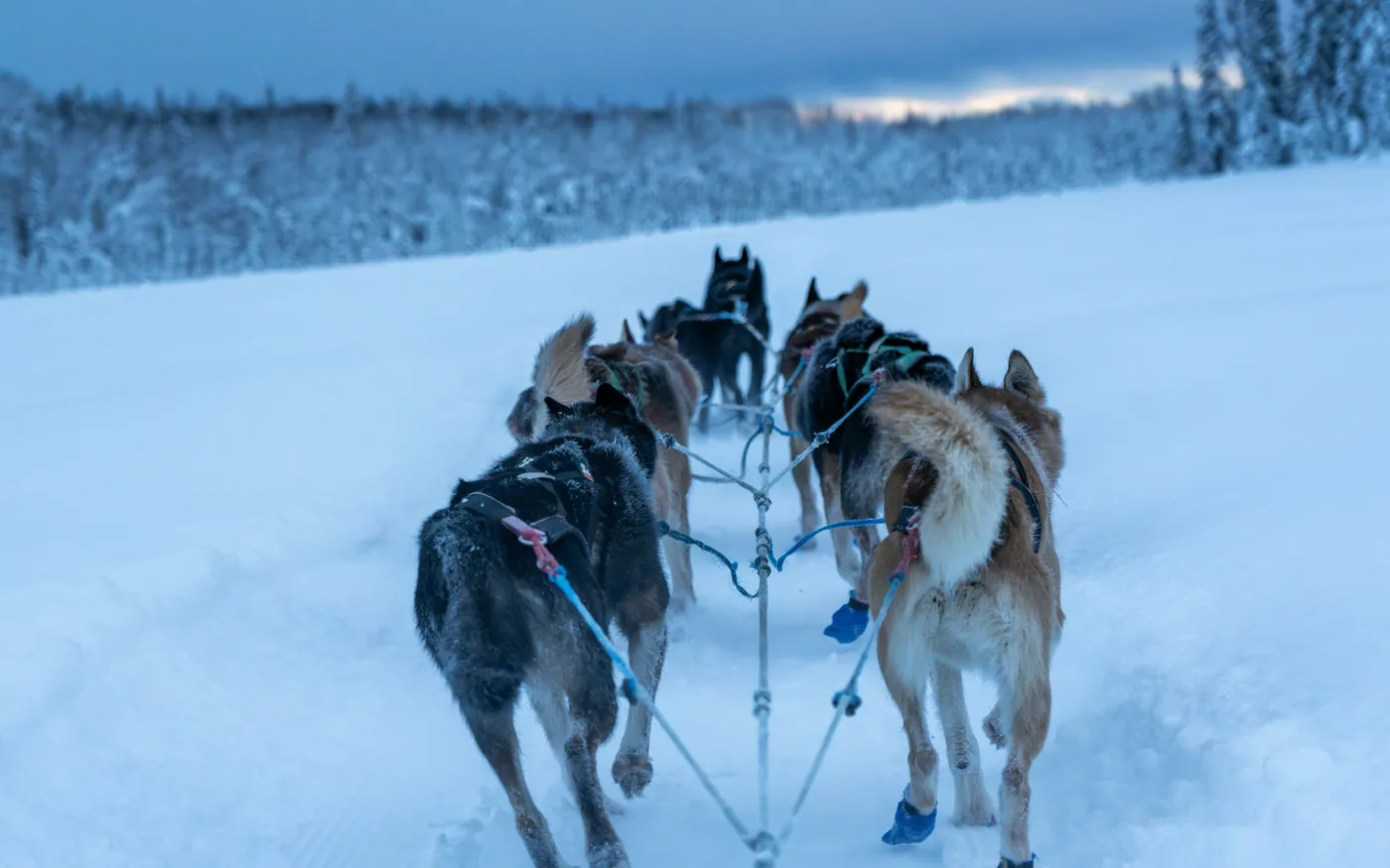 Huskyspan dat uitrust in de sneeuw onder een donkerblauwe avondlucht