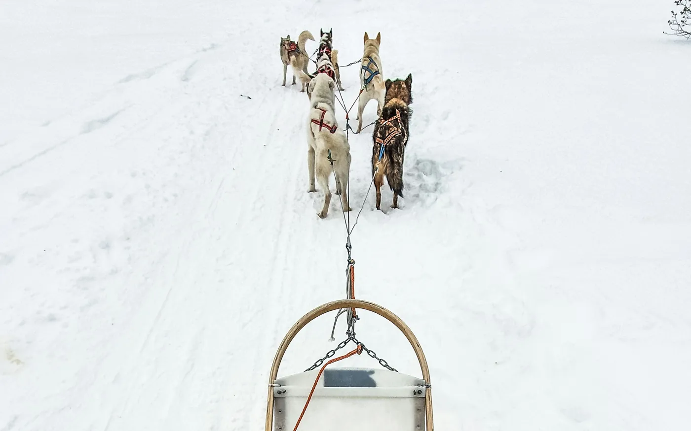 Musher op de glijders achter een passagiersslee in een besneeuwd bos