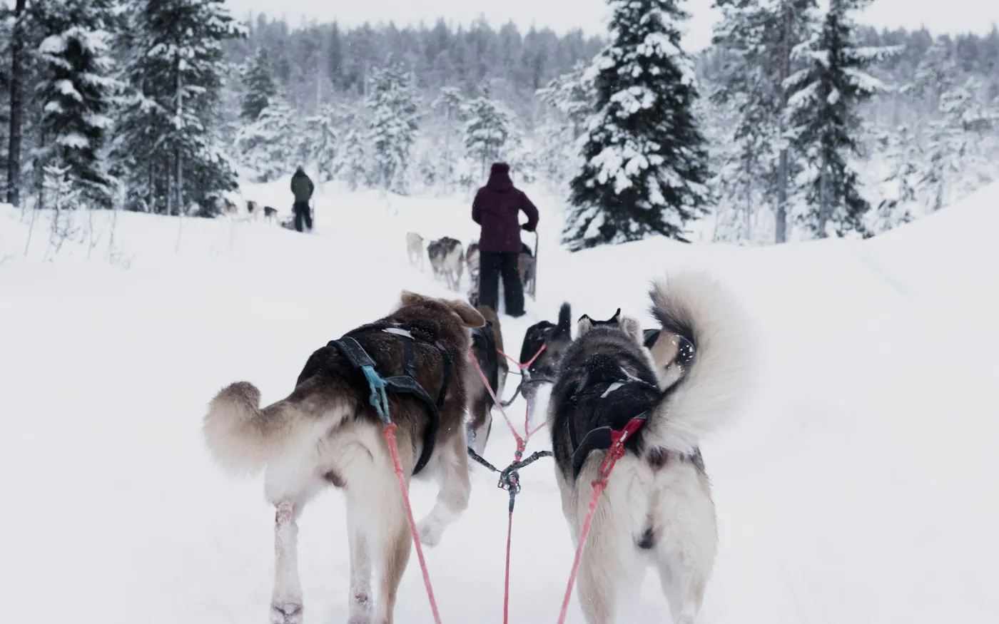 Huskyspan dat een passagiersslee over een besneeuwd pad tussen sparren trekt