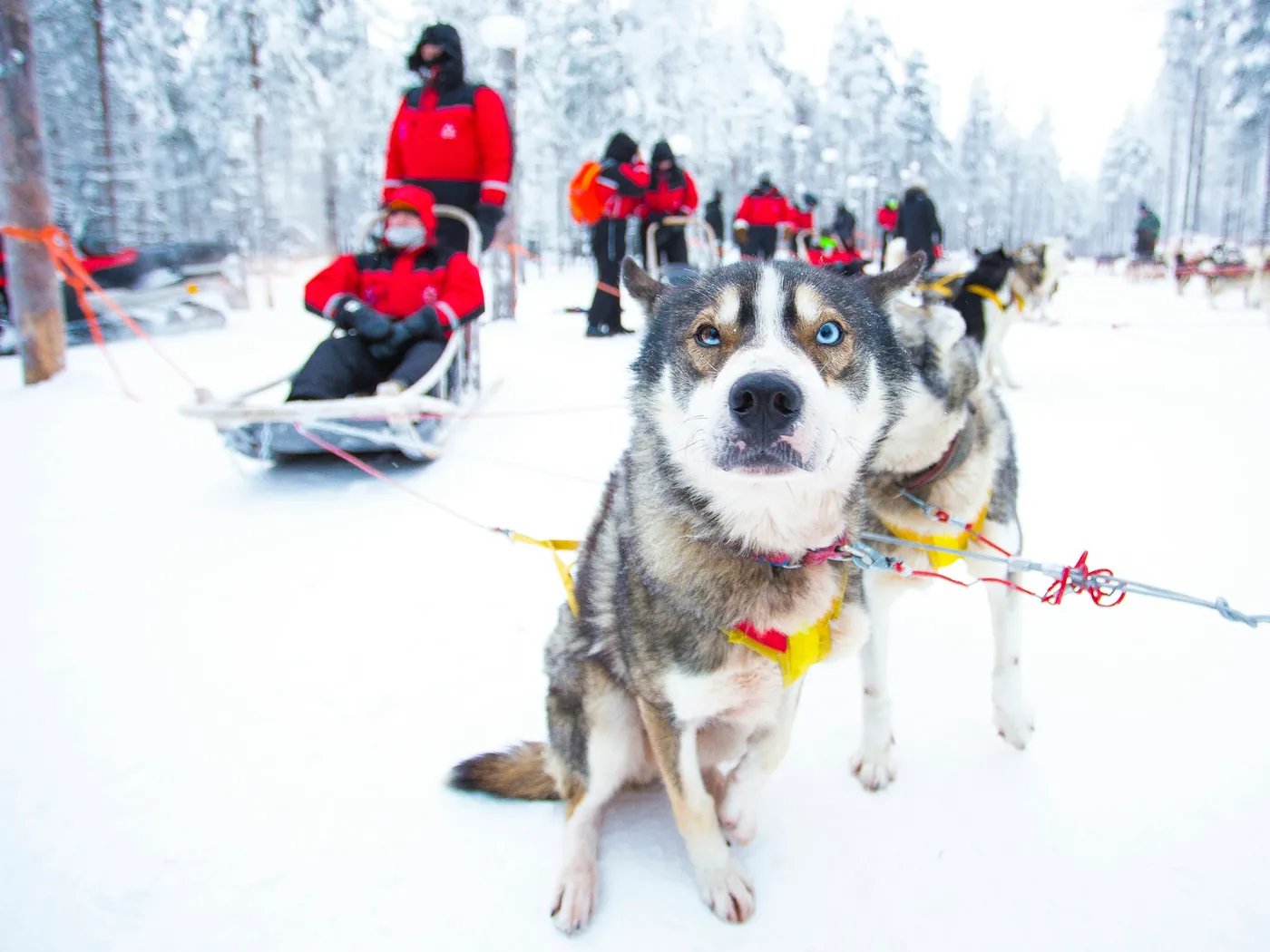 Twee mensen op een huskyslee, één stuurt op de glijders en één zit