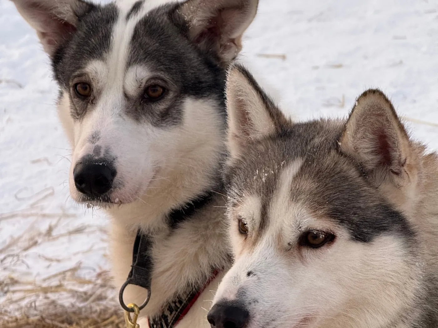 Twee vriendelijke husky’s naast elkaar in de sneeuw