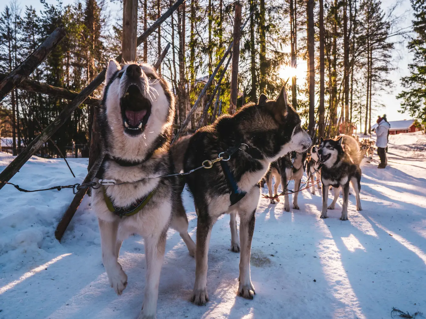 Ingespannen sledehonden die in de winterzon op het camp wachten