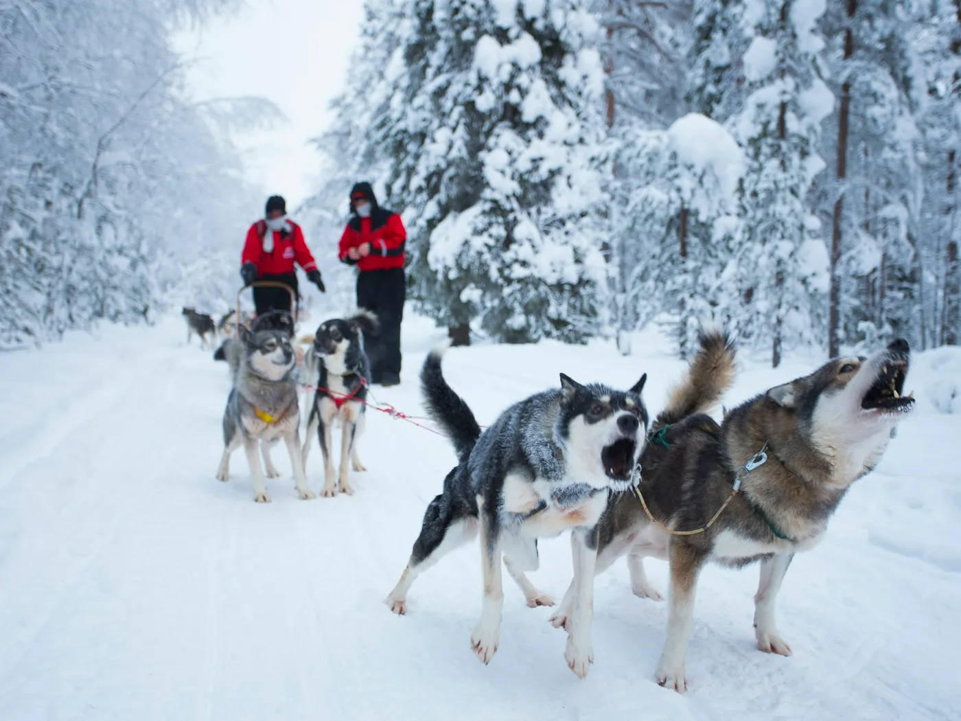 Reiziger in winteroverall en laarzen naast een huskyspan